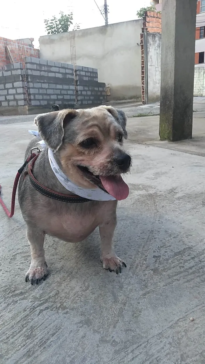 Cachorro ra a Yorkshire  idade 6 ou mais anos nome aquiles