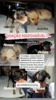 princesa, duque, marley, pituca, yara, pipoca e branquinha