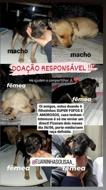 Cachorro ra a SRD-ViraLata idade 2 a 6 meses nome princesa, duque, marley, pituca, yara, pipoca e branquinha