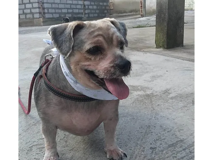 Cachorro ra a Yorkshire  idade 6 ou mais anos nome aquiles