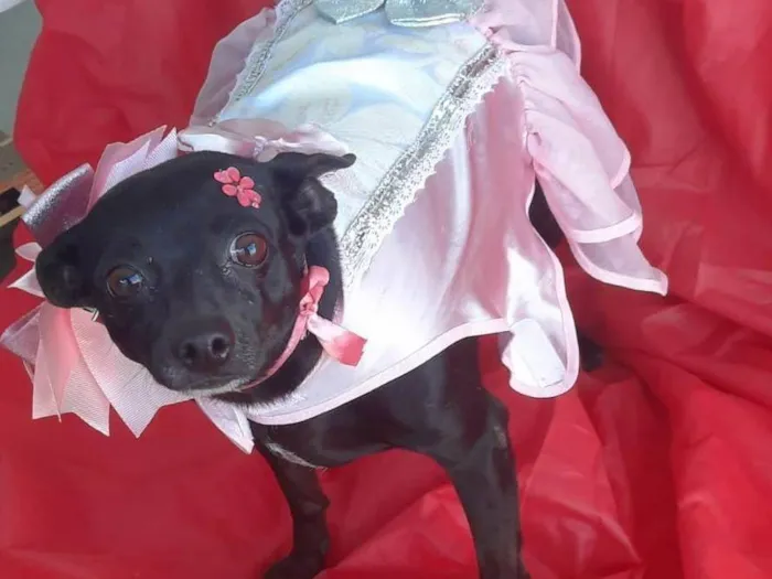 Cachorro ra a Pincher mestiça  idade 5 anos nome Neguinha
