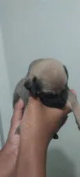 Filhotes de Cachorro