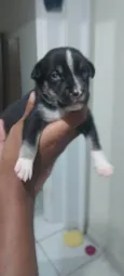 Filhotes de Cachorro