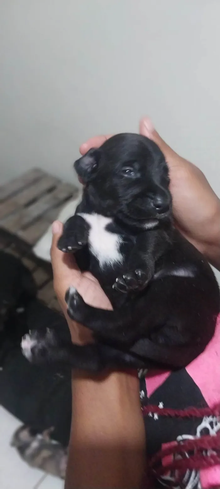 Cachorro ra a Viralata idade Abaixo de 2 meses nome Filhotes de Cachorro