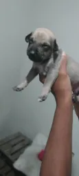 Filhotes de Cachorro