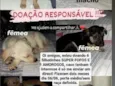 princesa, duque, marley, pituca, yara, pipoca e branquinha