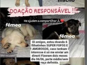 Cachorro raça SRD-ViraLata idade 2 a 6 meses nome princesa, duque, marley, pituca, yara, pipoca e branquinha