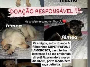 Cachorro ra a SRD-ViraLata idade 2 a 6 meses nome princesa, duque, marley, pituca, yara, pipoca e branquinha