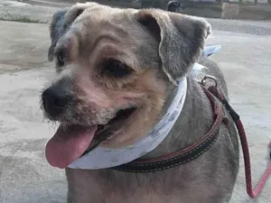 Cachorro raça Yorkshire  idade 6 ou mais anos nome aquiles