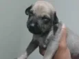 Filhotes de Cachorro