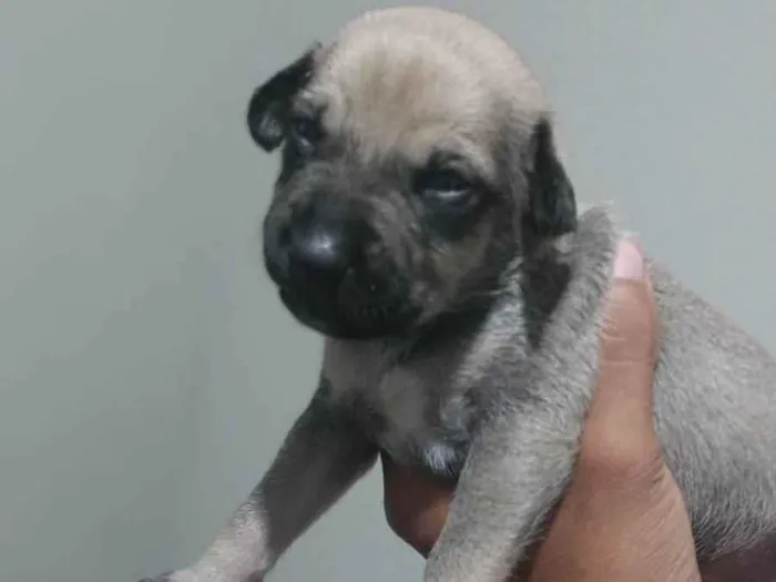 Cachorro ra a Viralata idade Abaixo de 2 meses nome Filhotes de Cachorro