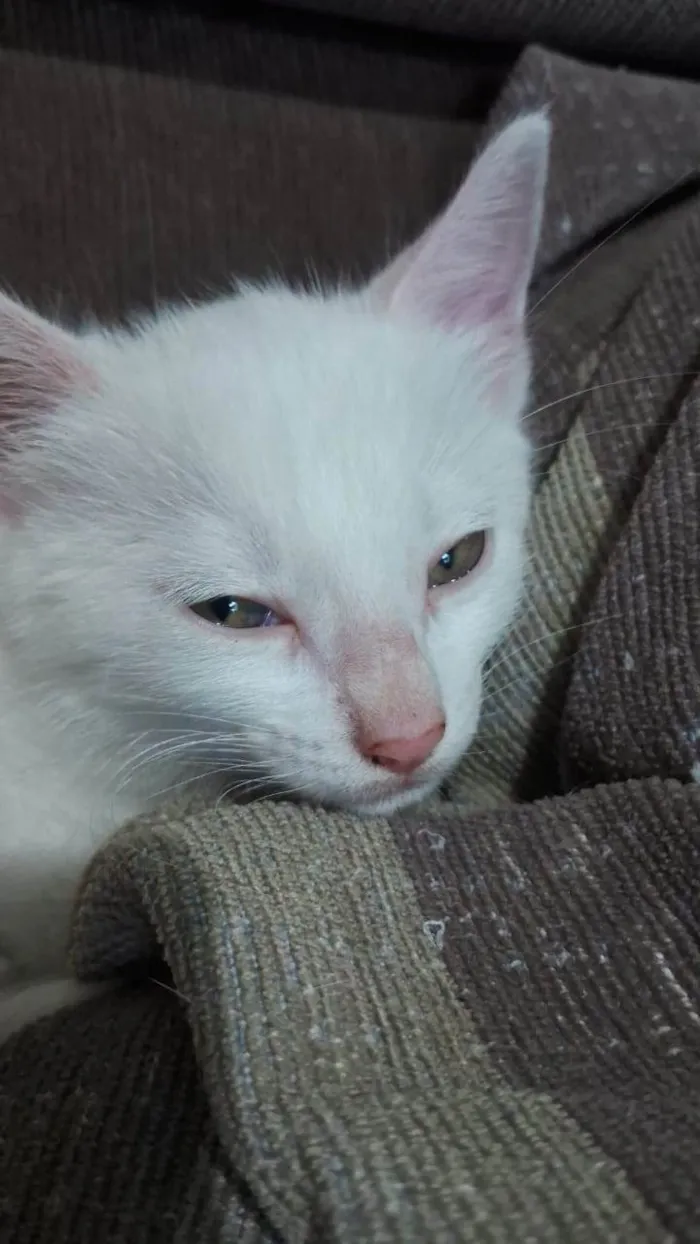 Gato ra a Srd idade 2 a 6 meses nome ...
