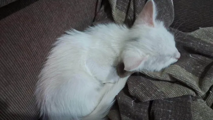 Gato ra a Srd idade 2 a 6 meses nome ...