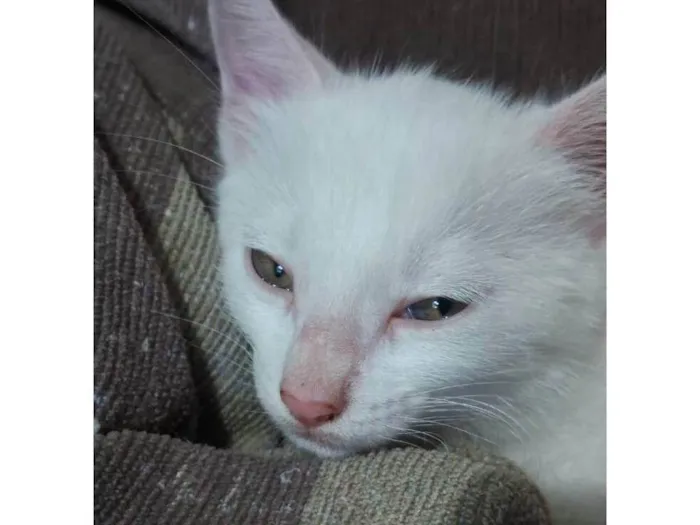 Gato ra a Srd idade 2 a 6 meses nome ...