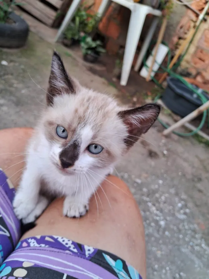 Gato ra a Srd idade 2 a 6 meses nome ..