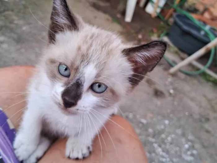 Gato ra a Srd idade 2 a 6 meses nome ..