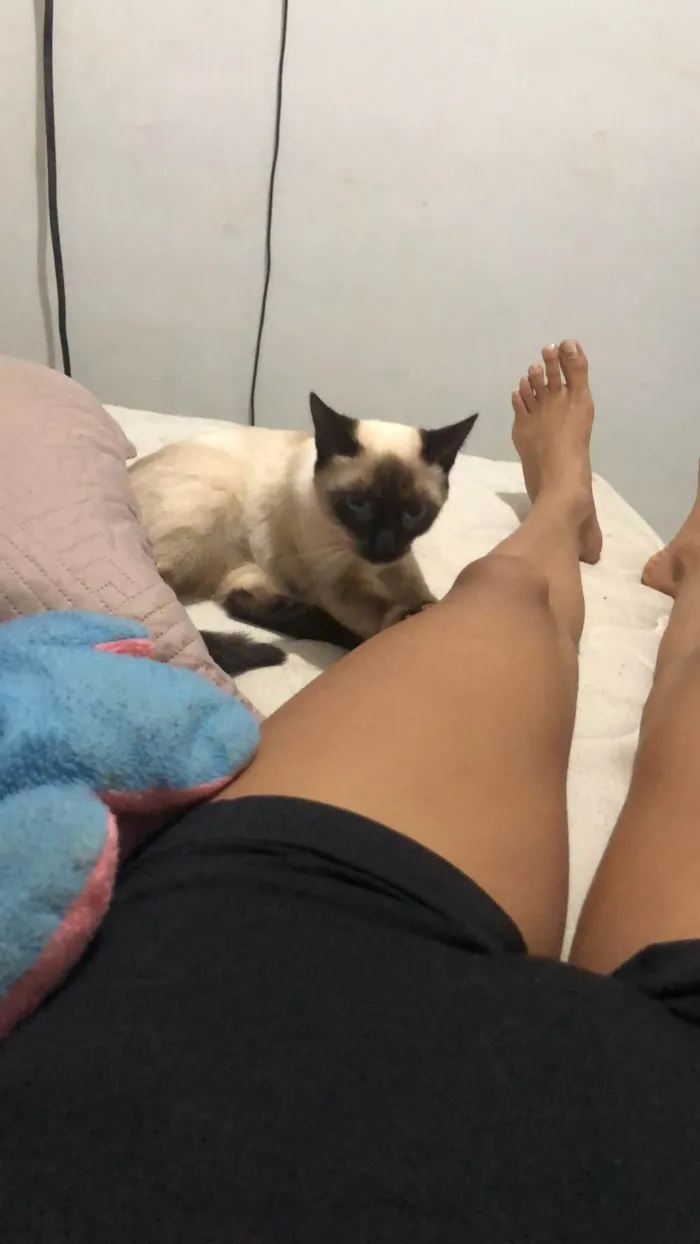 Gato ra a Siamês idade 7 a 11 meses nome MIMINHA