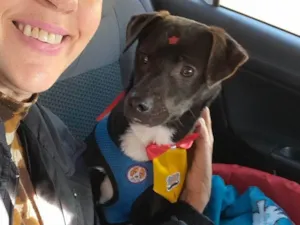 Cachorro raça SRD = TODAS AS RAÇAS idade 2 a 6 meses nome Toby