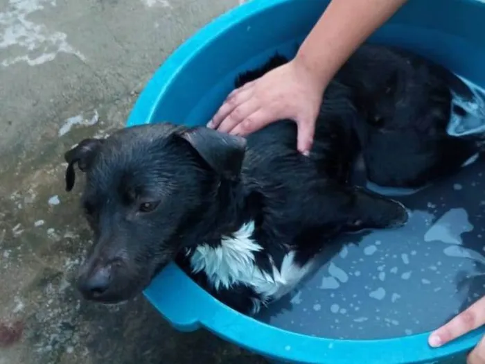 Cachorro ra a SRD = TODAS AS RAÇAS idade 2 a 6 meses nome Toby