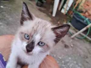 Gato raça Srd idade 2 a 6 meses nome ..
