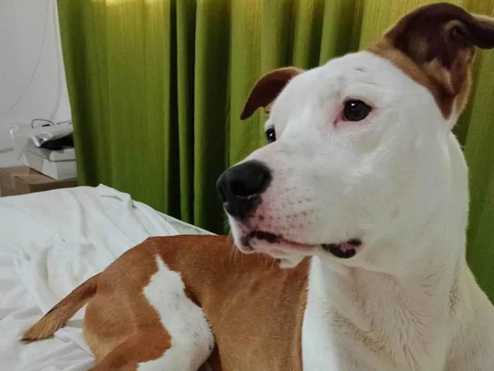 Cachorro ra a Pitbull  idade 3 anos nome Bethoven 