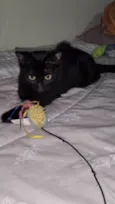 PANTERA