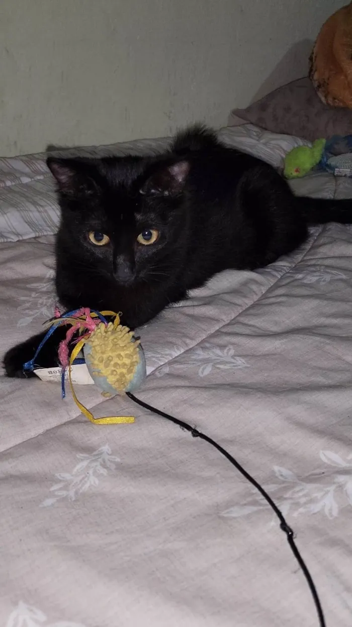Gato ra a Srd idade 2 a 6 meses nome PANTERA