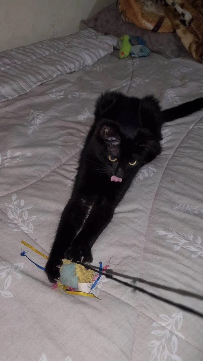 Gato ra a Srd idade 2 a 6 meses nome PANTERA