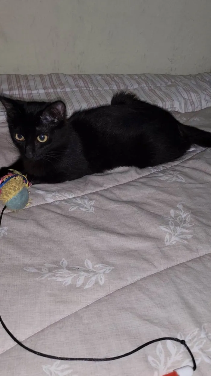 Gato ra a Srd idade 2 a 6 meses nome PANTERA