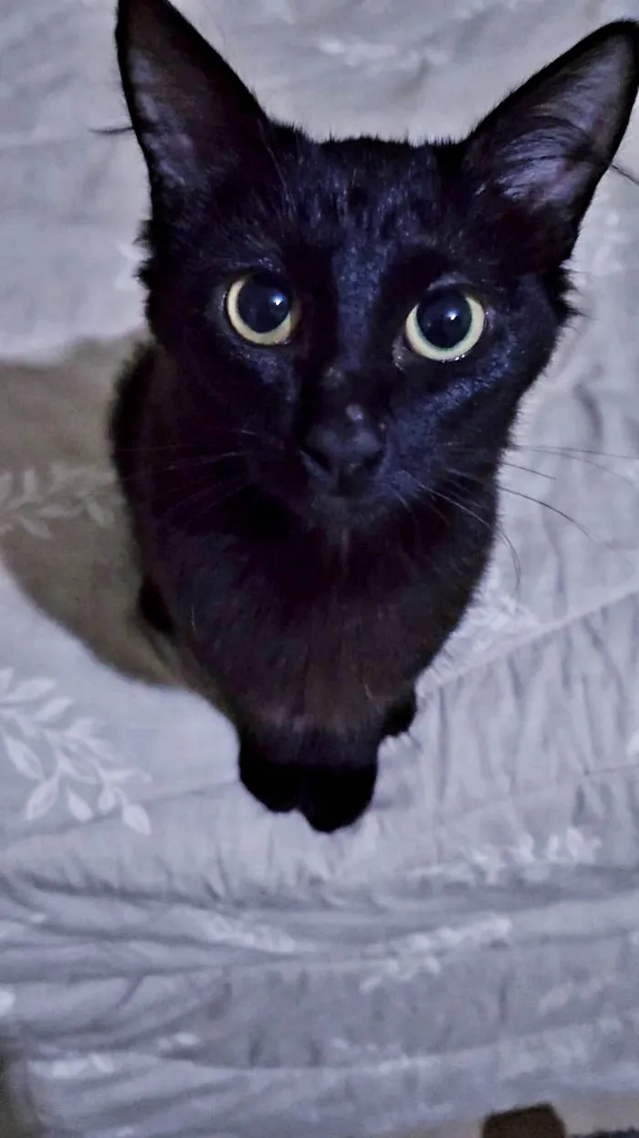 Gato ra a Srd idade 2 a 6 meses nome PANTERA