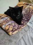 PANTERA