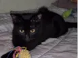 PANTERA