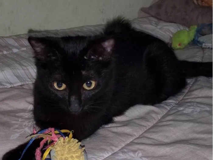 Gato ra a Srd idade 2 a 6 meses nome PANTERA