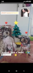 Kiara e Pequenininha 