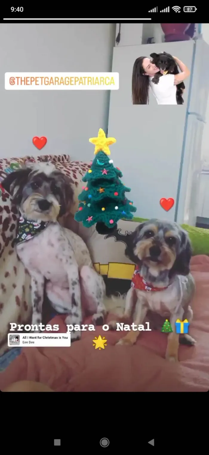 Cachorro ra a Srd idade 5 anos nome Kiara e Pequenininha 