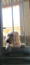 Moly