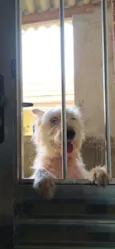 Moly