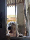 Moly