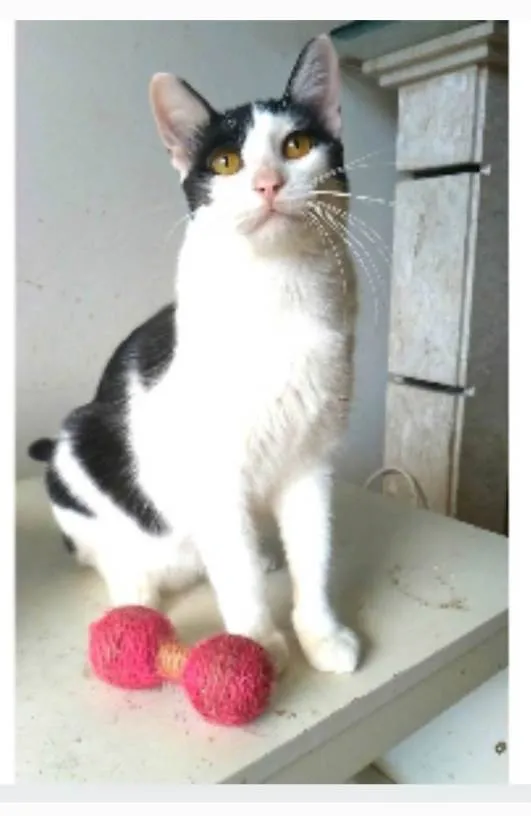 Gato ra a srd idade 1 ano nome HENRY