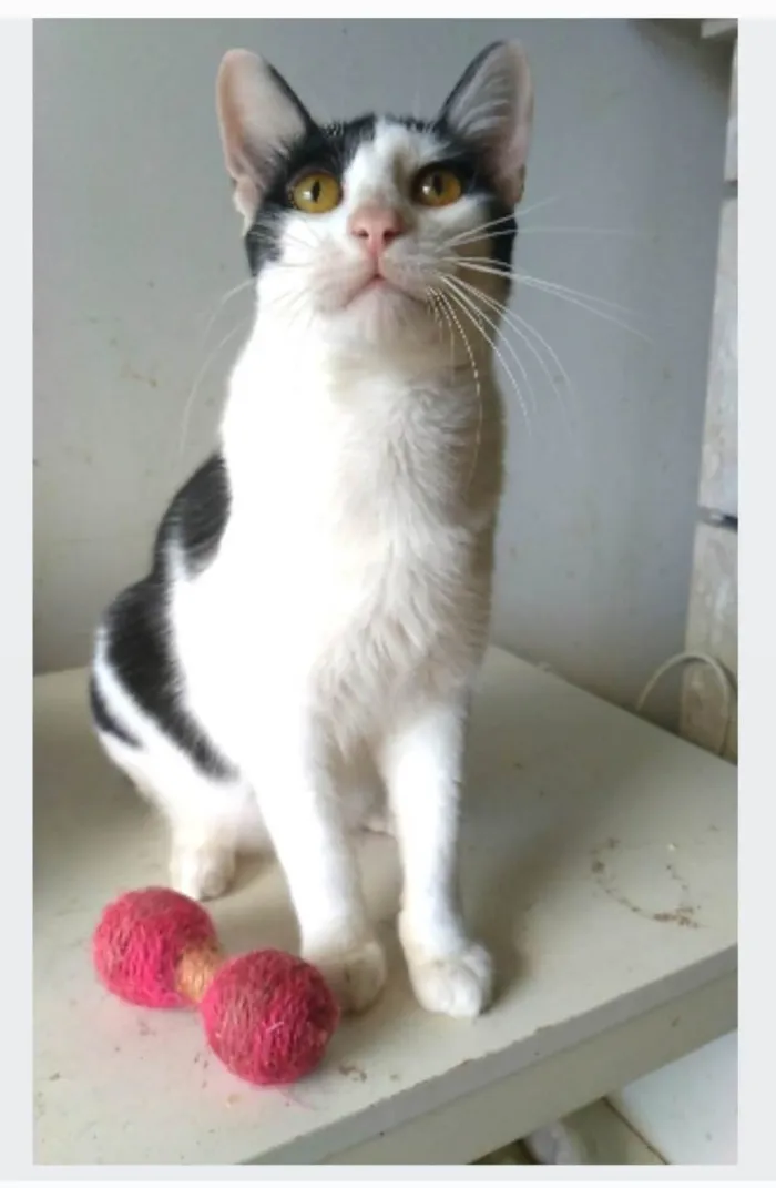 Gato ra a srd idade 1 ano nome HENRY