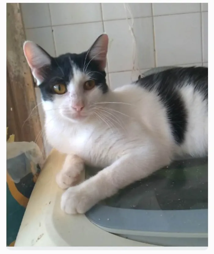 Gato ra a srd idade 1 ano nome HENRY