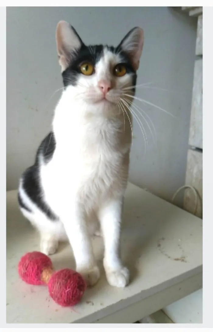 Gato ra a srd idade 1 ano nome HENRY