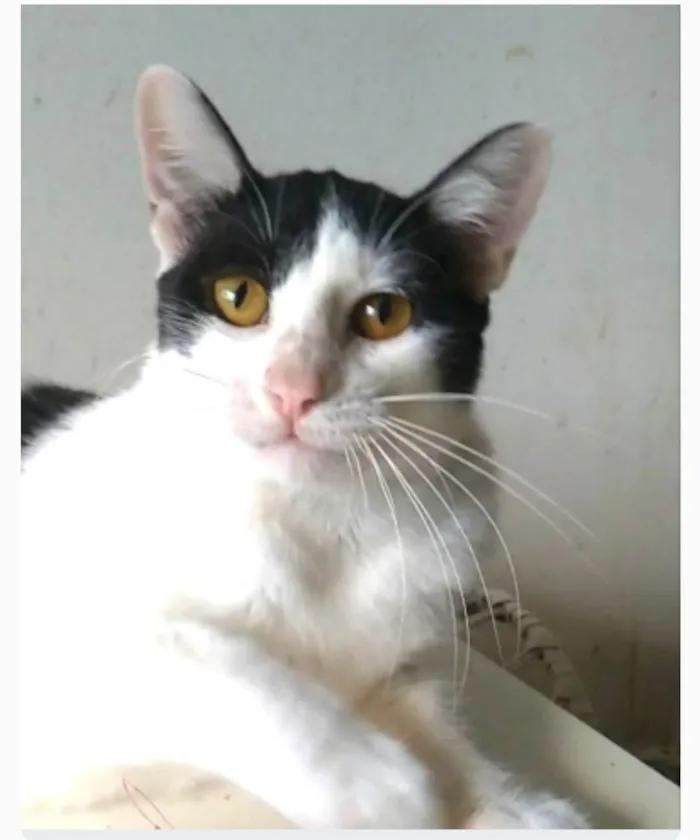 Gato ra a srd idade 1 ano nome HENRY