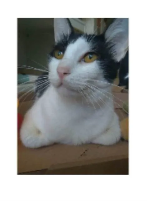 Gato ra a srd idade 1 ano nome HENRY