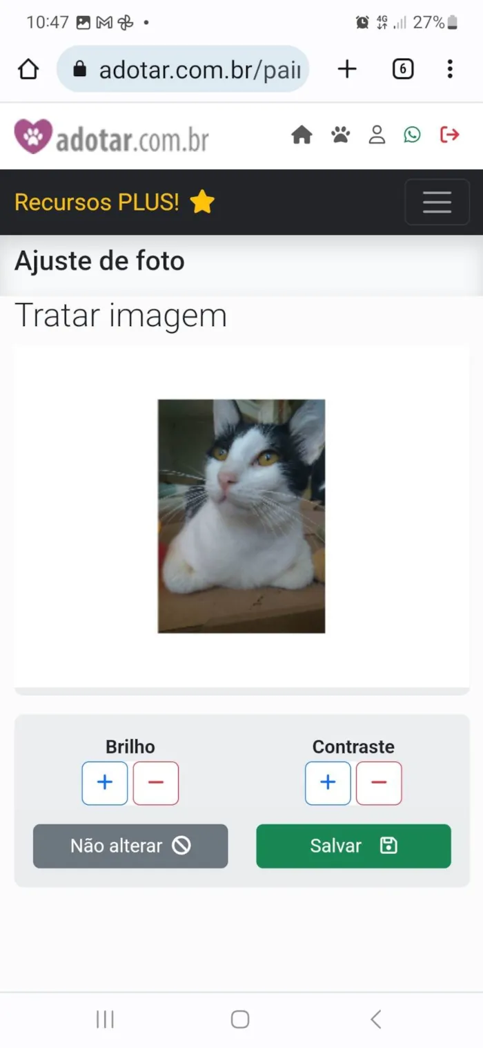 Gato ra a srd idade 1 ano nome HENRY
