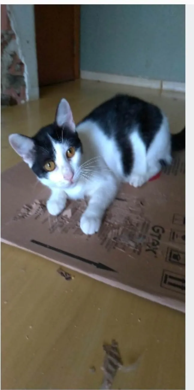 Gato ra a srd idade 1 ano nome HENRY