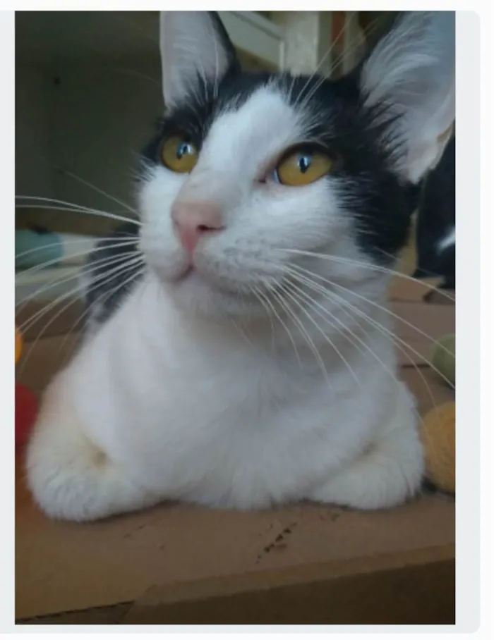 Gato ra a srd idade 1 ano nome HENRY