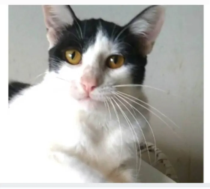 Gato ra a srd idade 1 ano nome HENRY