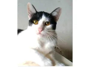 Gato raça srd idade 1 ano nome HENRY