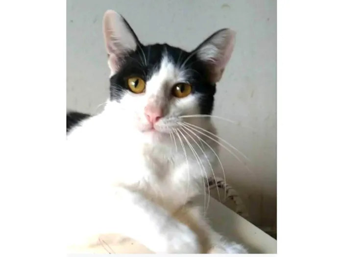 Gato ra a srd idade 1 ano nome HENRY